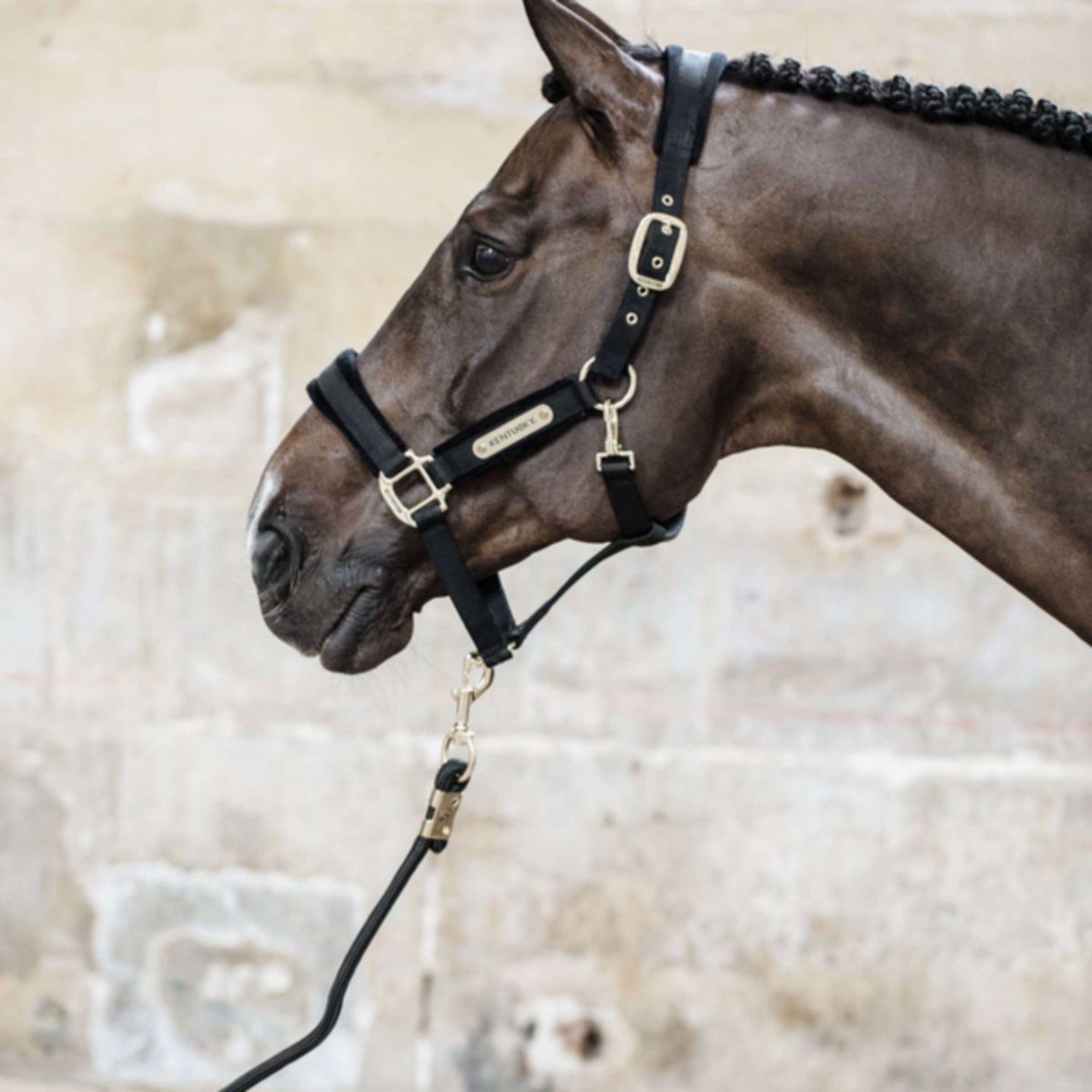 Kentucky Halter Velvet Black