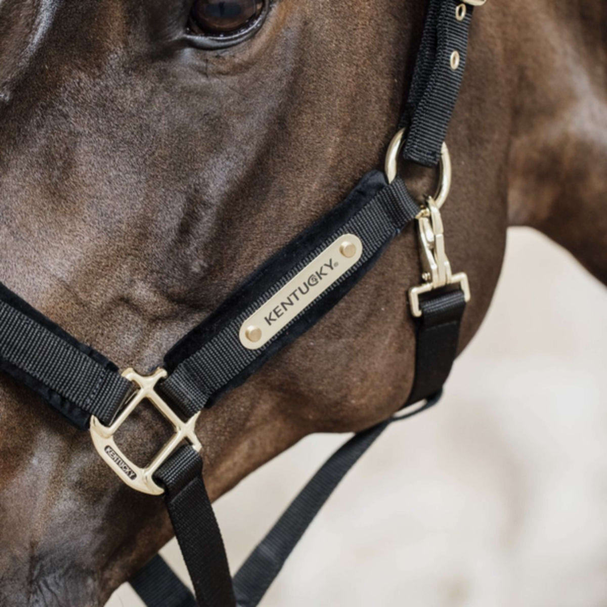 Kentucky Halter Velvet Black