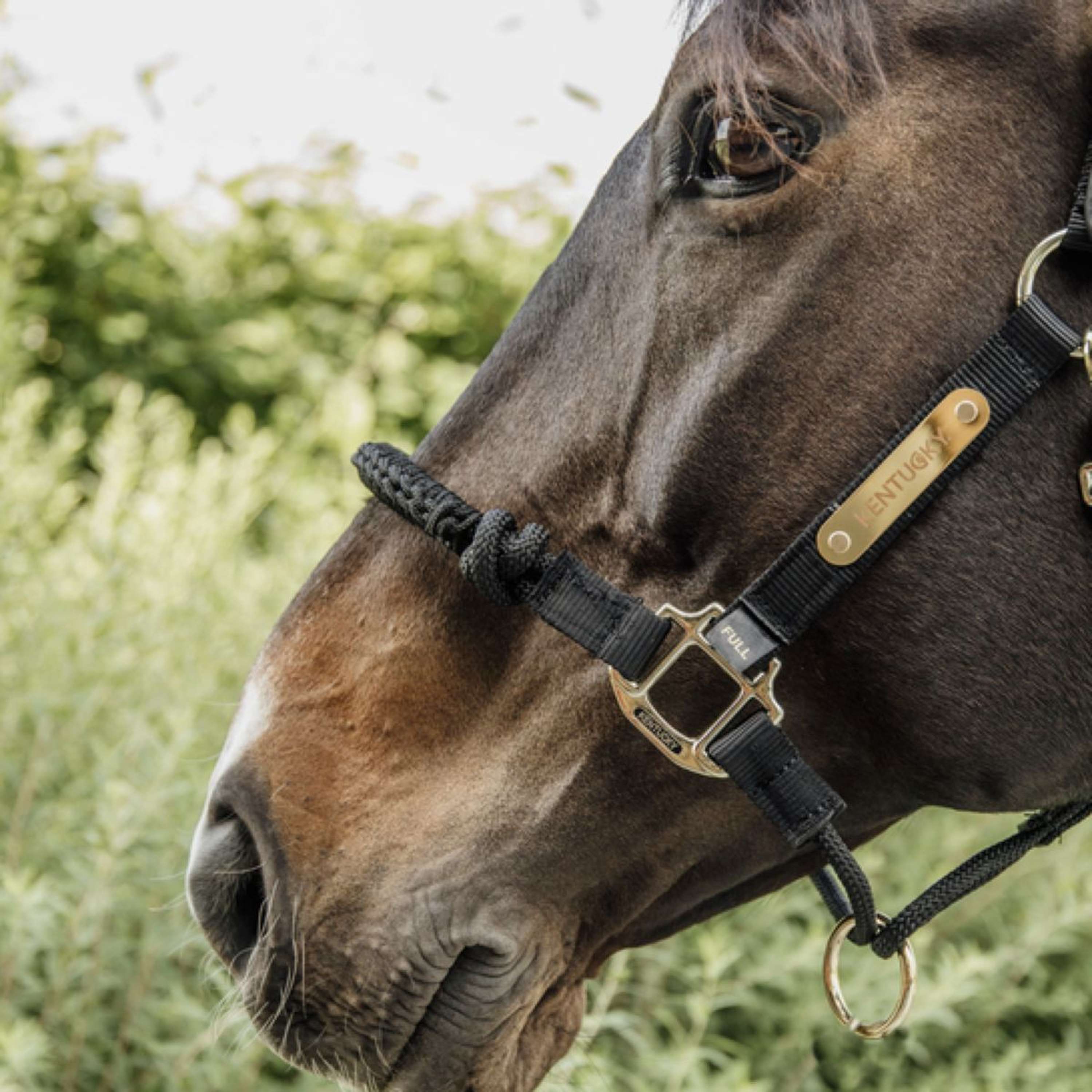 Kentucky Control Halter Nylon Black | Agradi.com