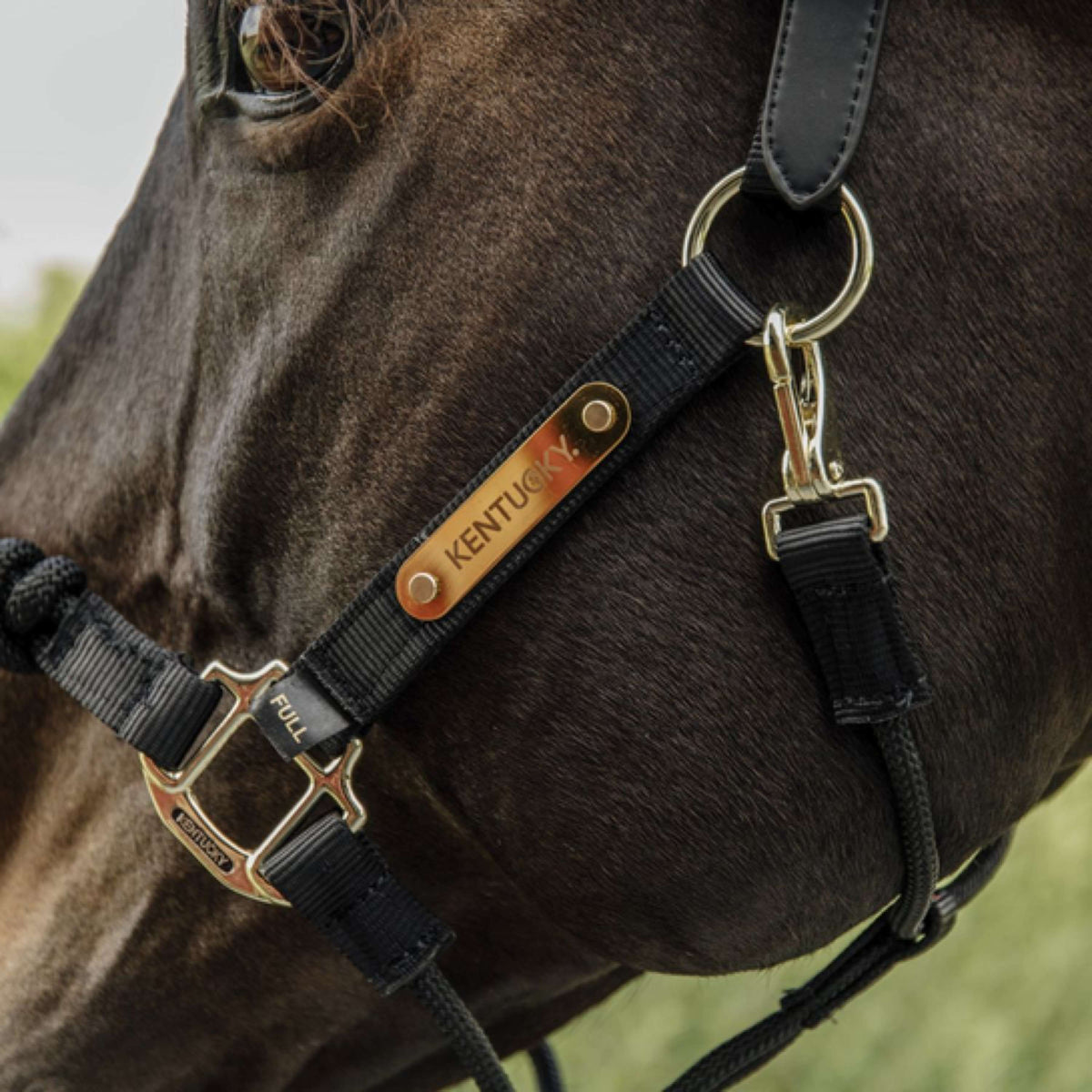 Kentucky Control Halter Nylon Black