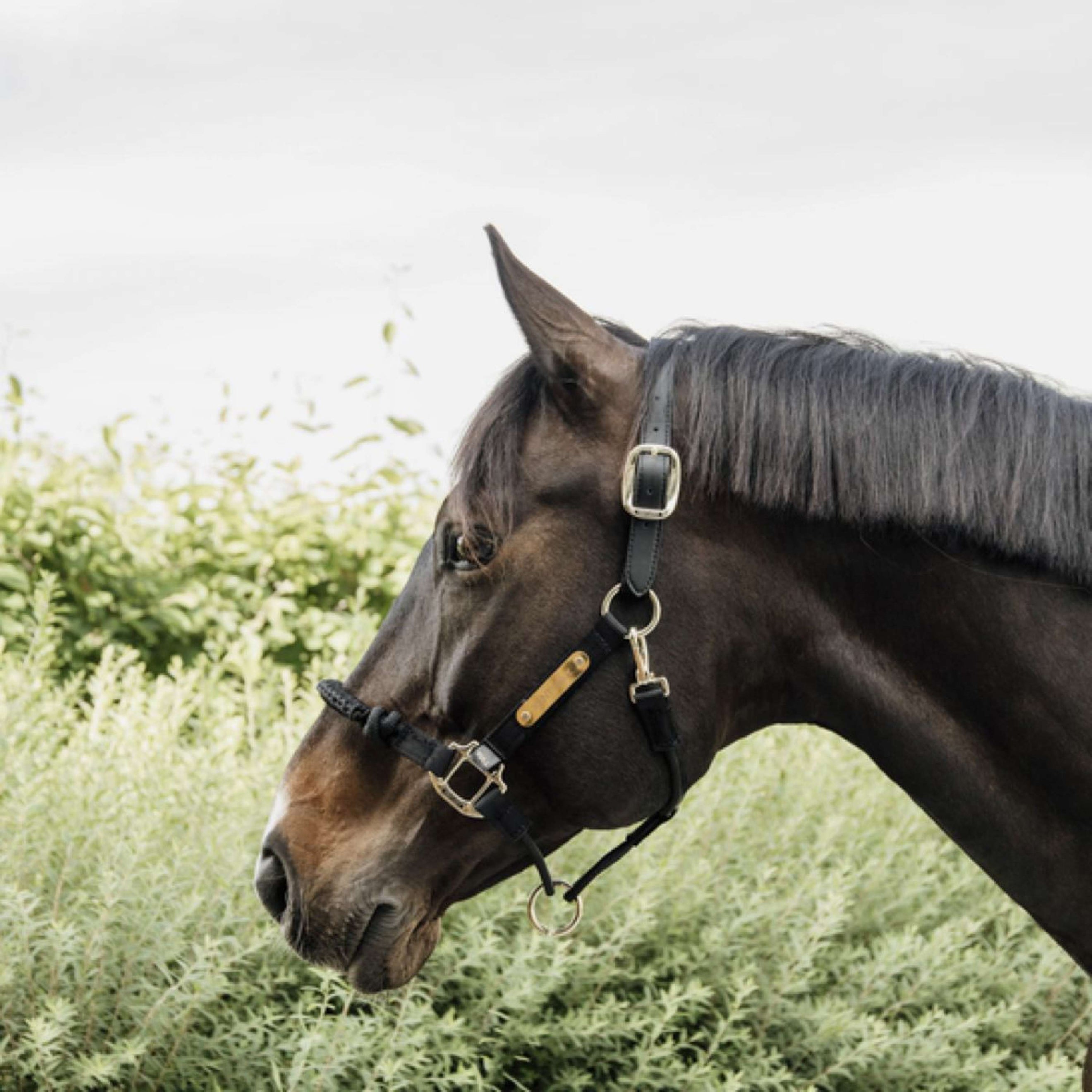 Kentucky Control Halter Nylon Black