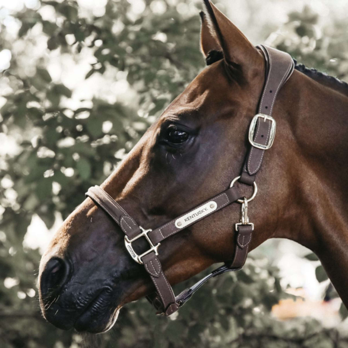 Kentucky Head Collar Anatomic Suede Brown