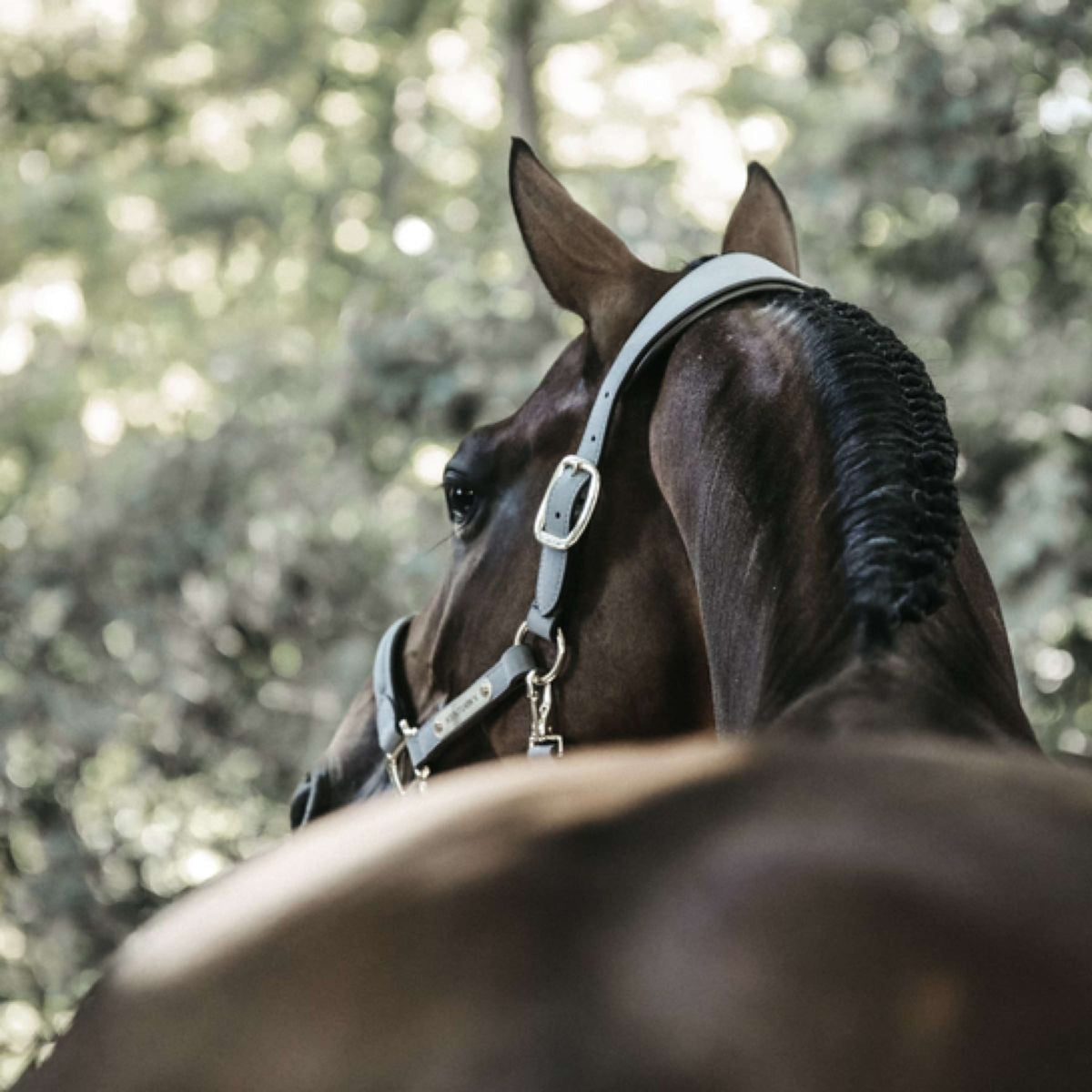 Kentucky Head Collar Anatomic Suede Grey