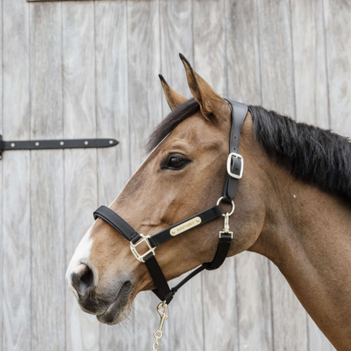 Kentucky Halter Anatomic Nylon Black