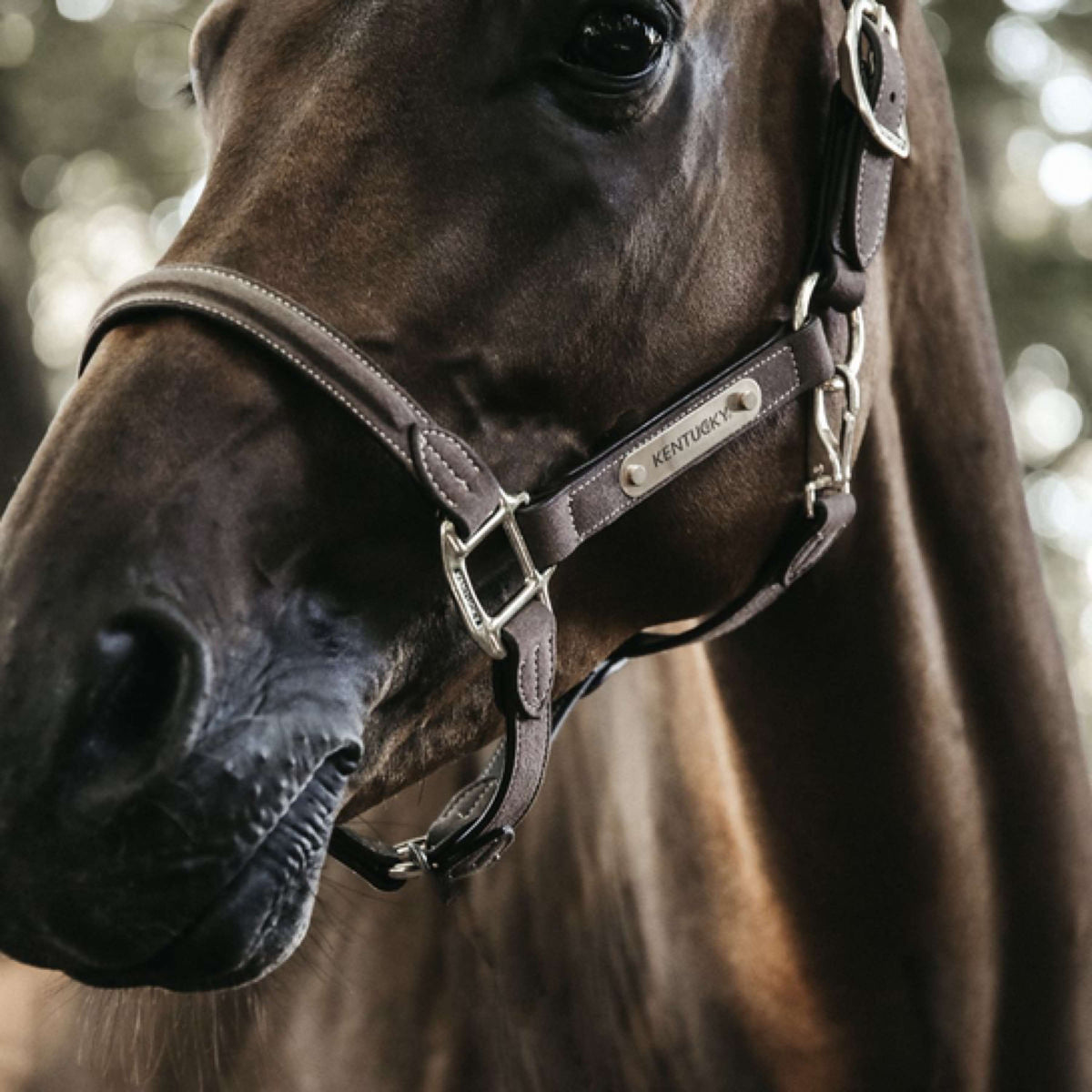 Kentucky Head Collar Anatomic Suede Brown