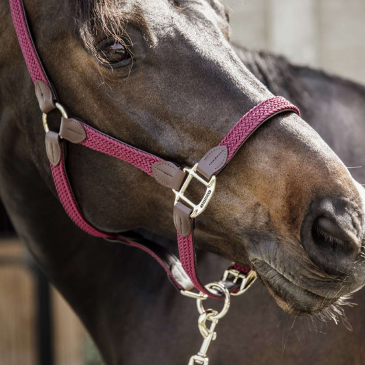 Kentucky Head Collar Plaited Nylon Bordeaux