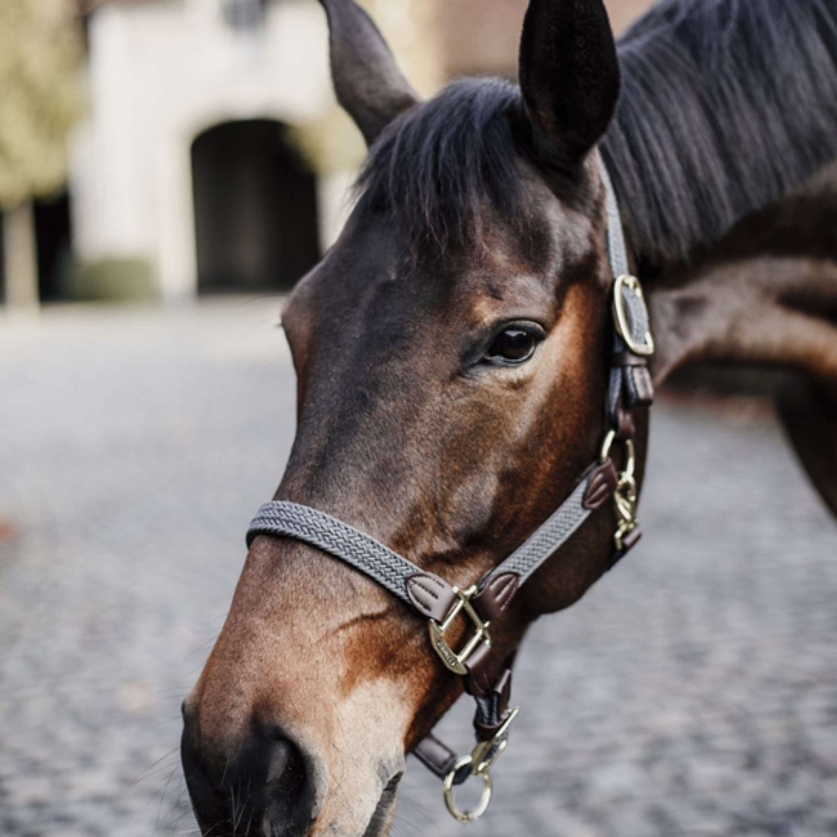 Kentucky Halter Plaited Nylon Grey