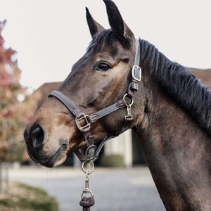 Kentucky Halter Plaited Nylon Grey