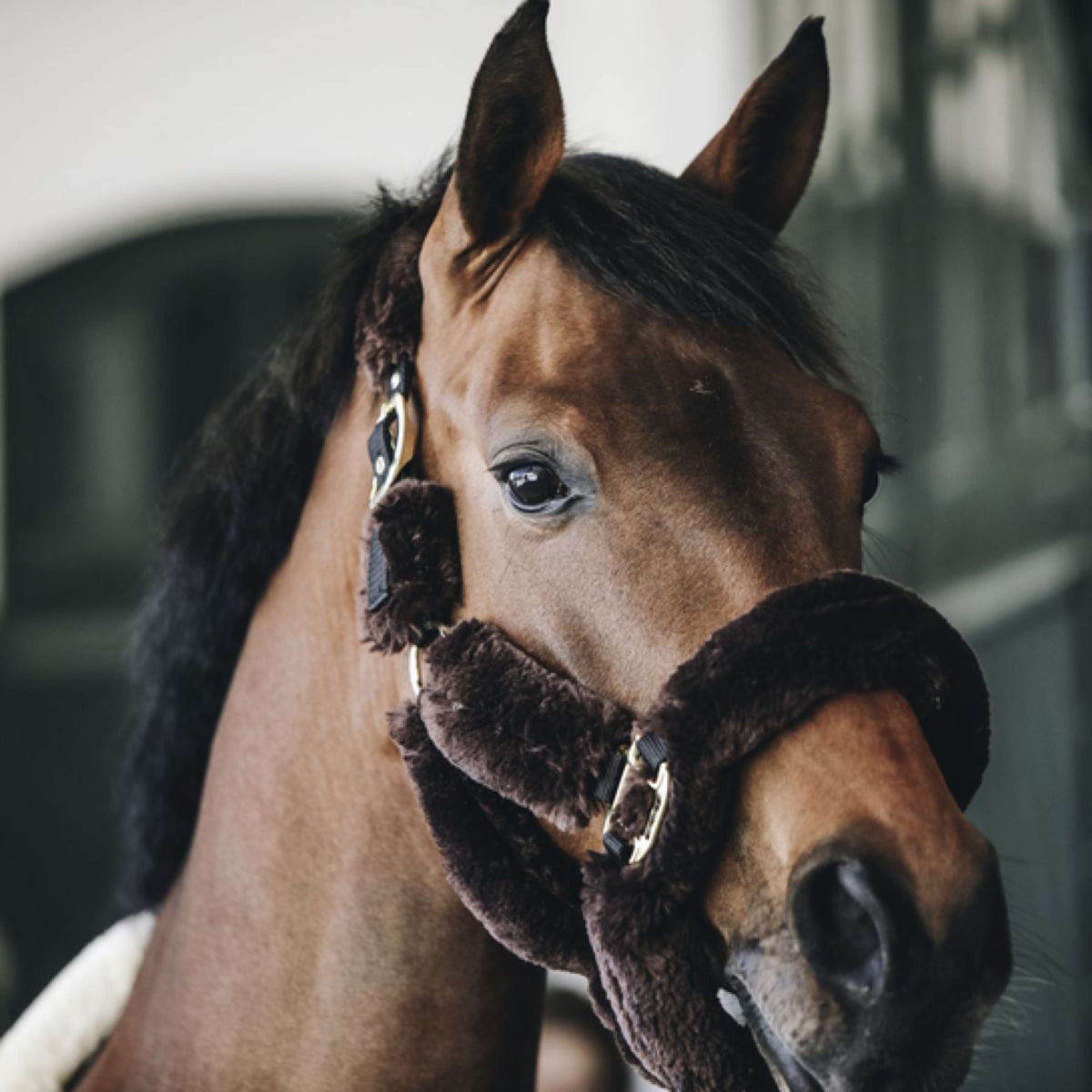 Kentucky Head Collar Sheepskin Brown