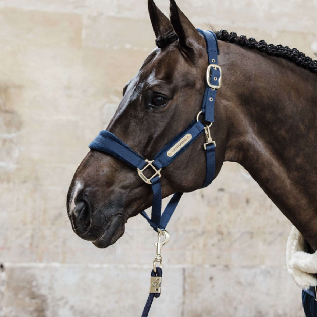 Kentucky Lead Rope Basic Navy