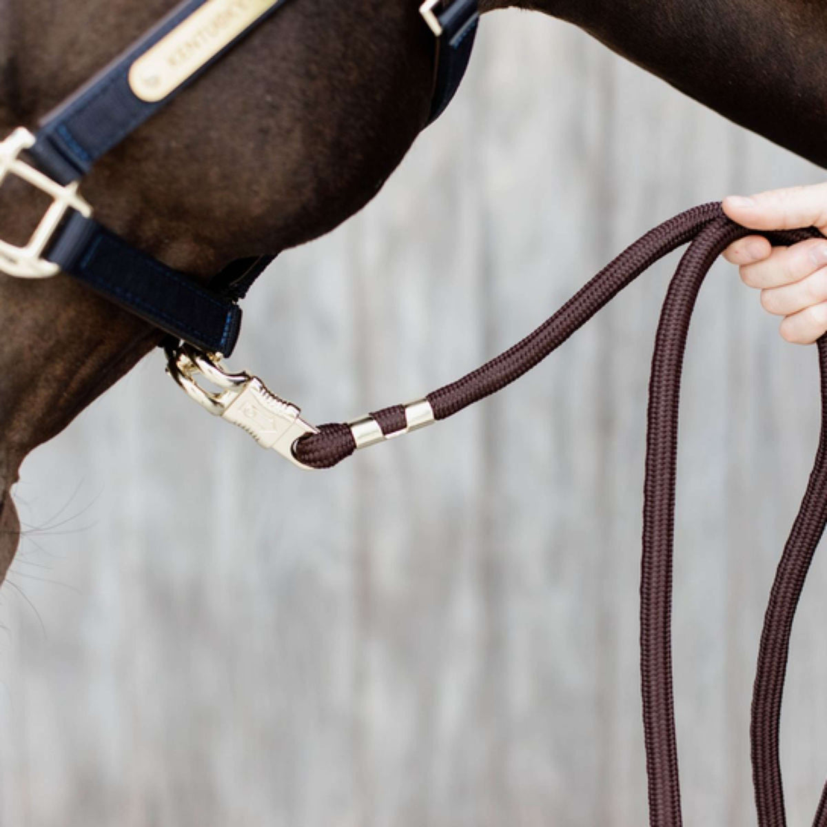 Kentucky Lead Rope Panic Snap Brown