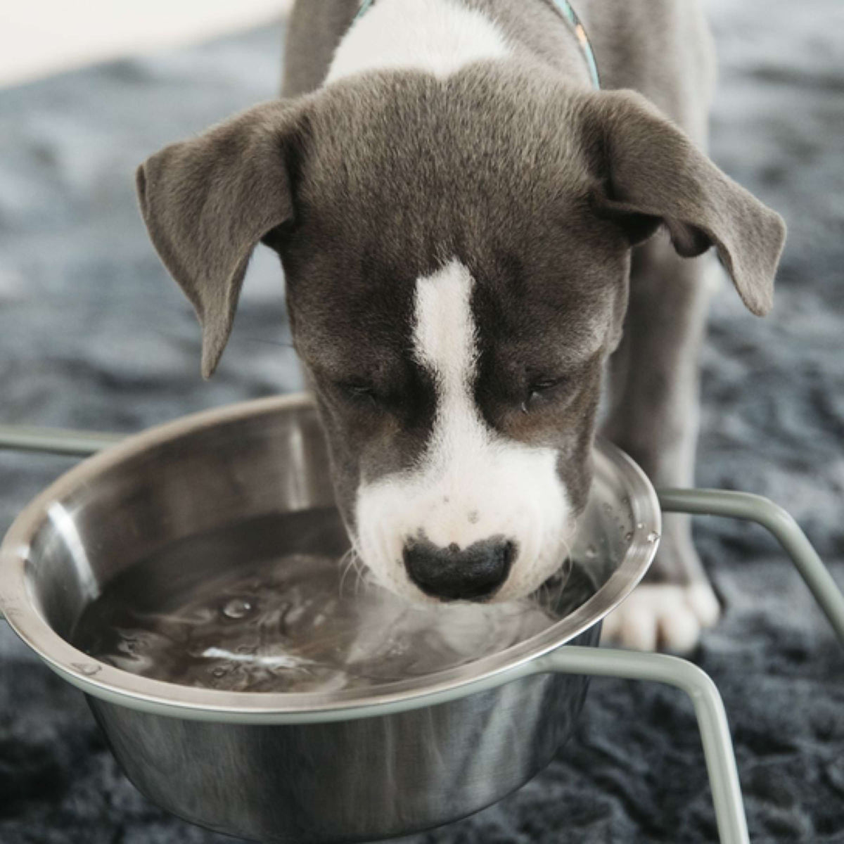 Kentucky Dog Bowl Comfort Dusty Green