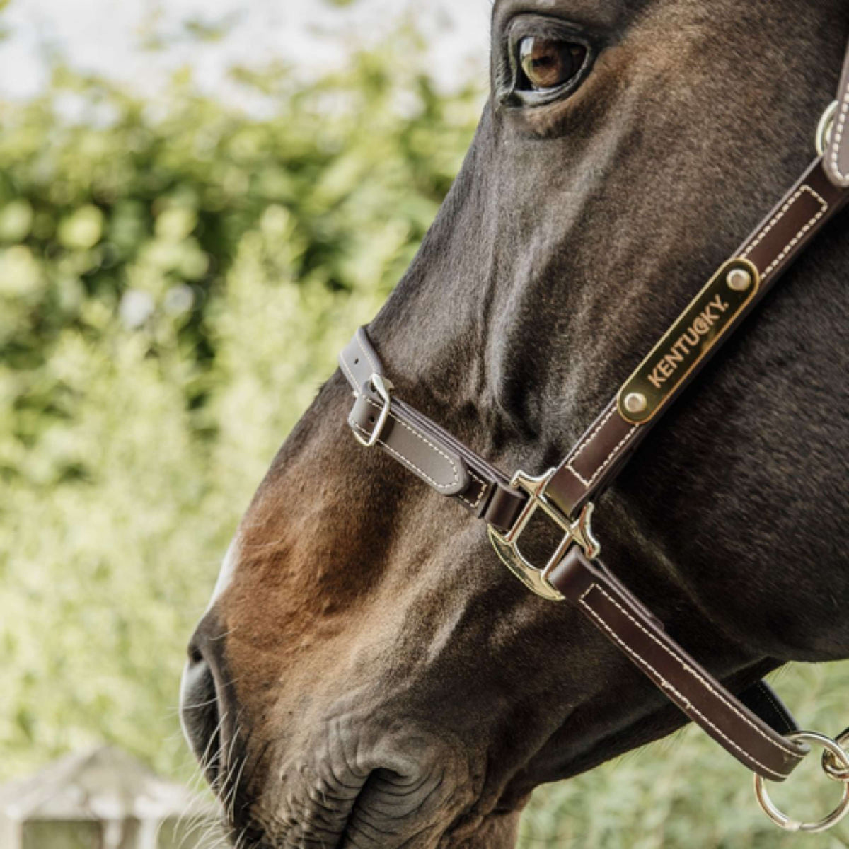 Kentucky Leather Halter Leather Flexible Brown