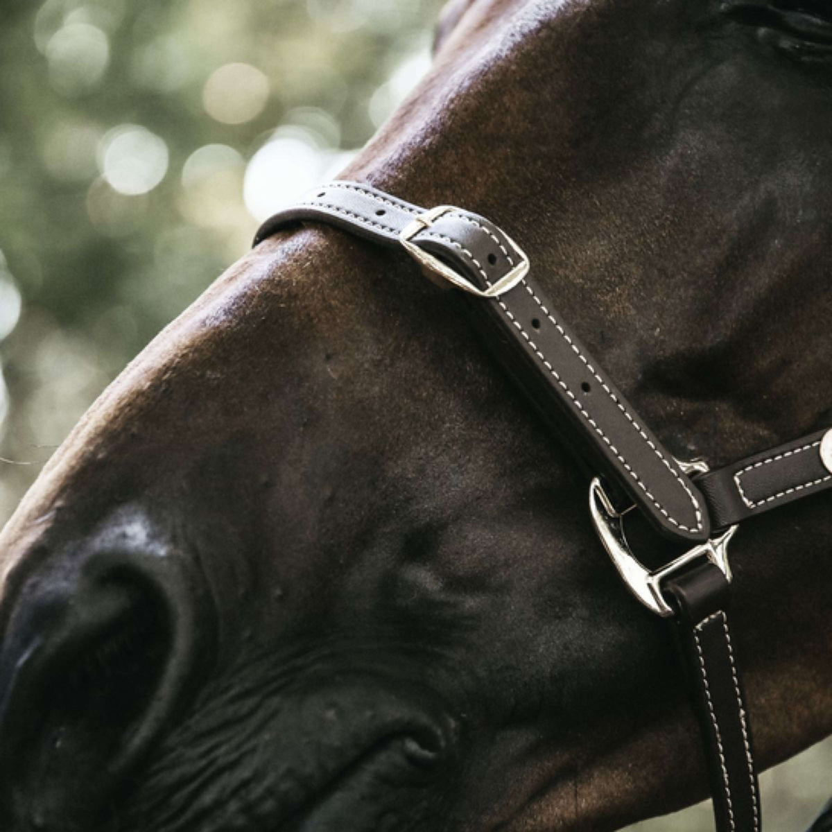 Kentucky Leather Halter Leather Flexible Brown