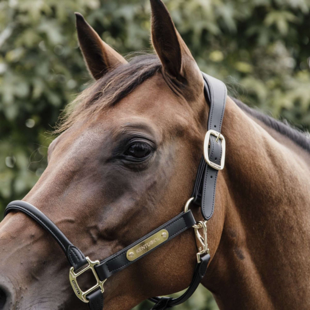 Kentucky Leather Halter Black