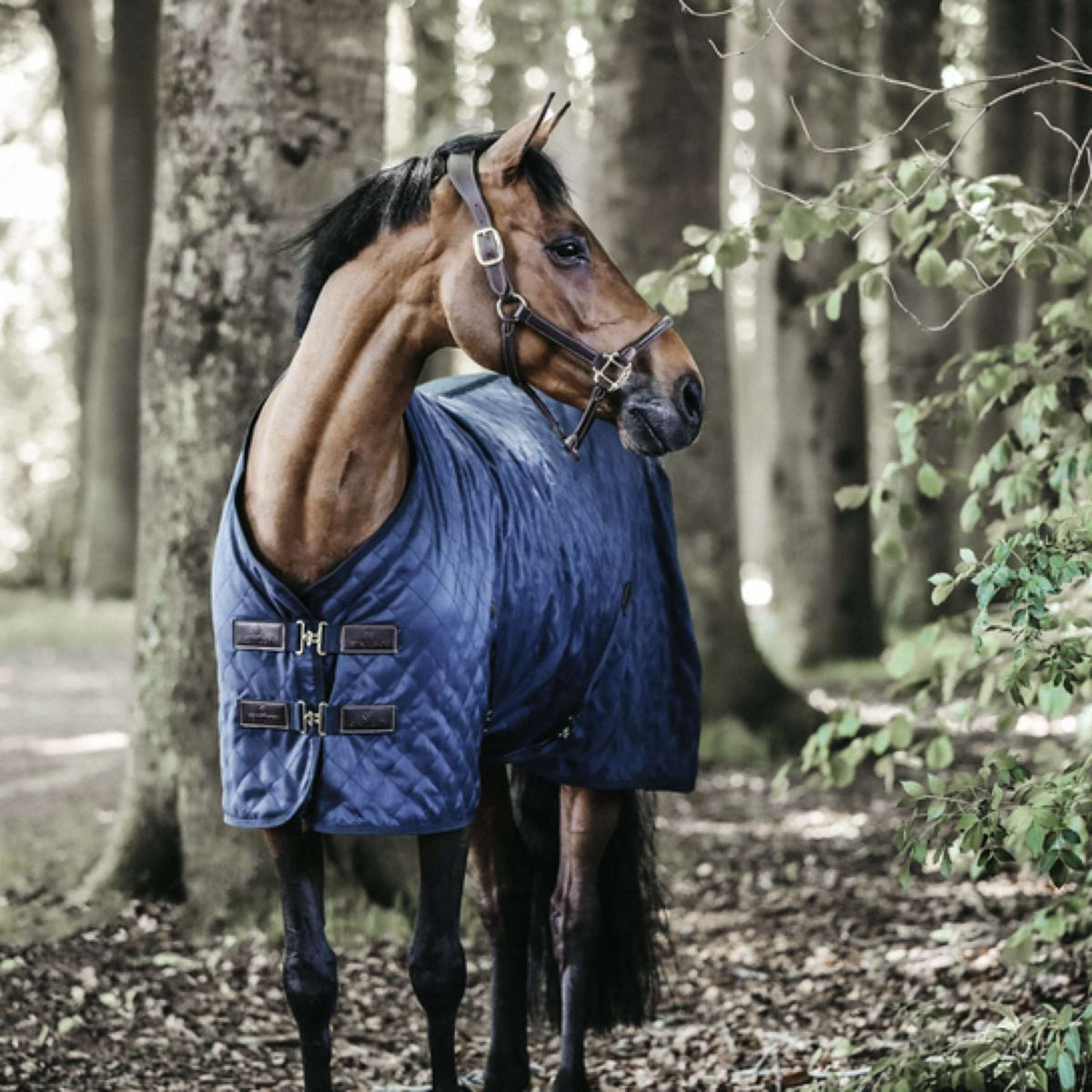 Kentucky Stable Rug 0g Navy