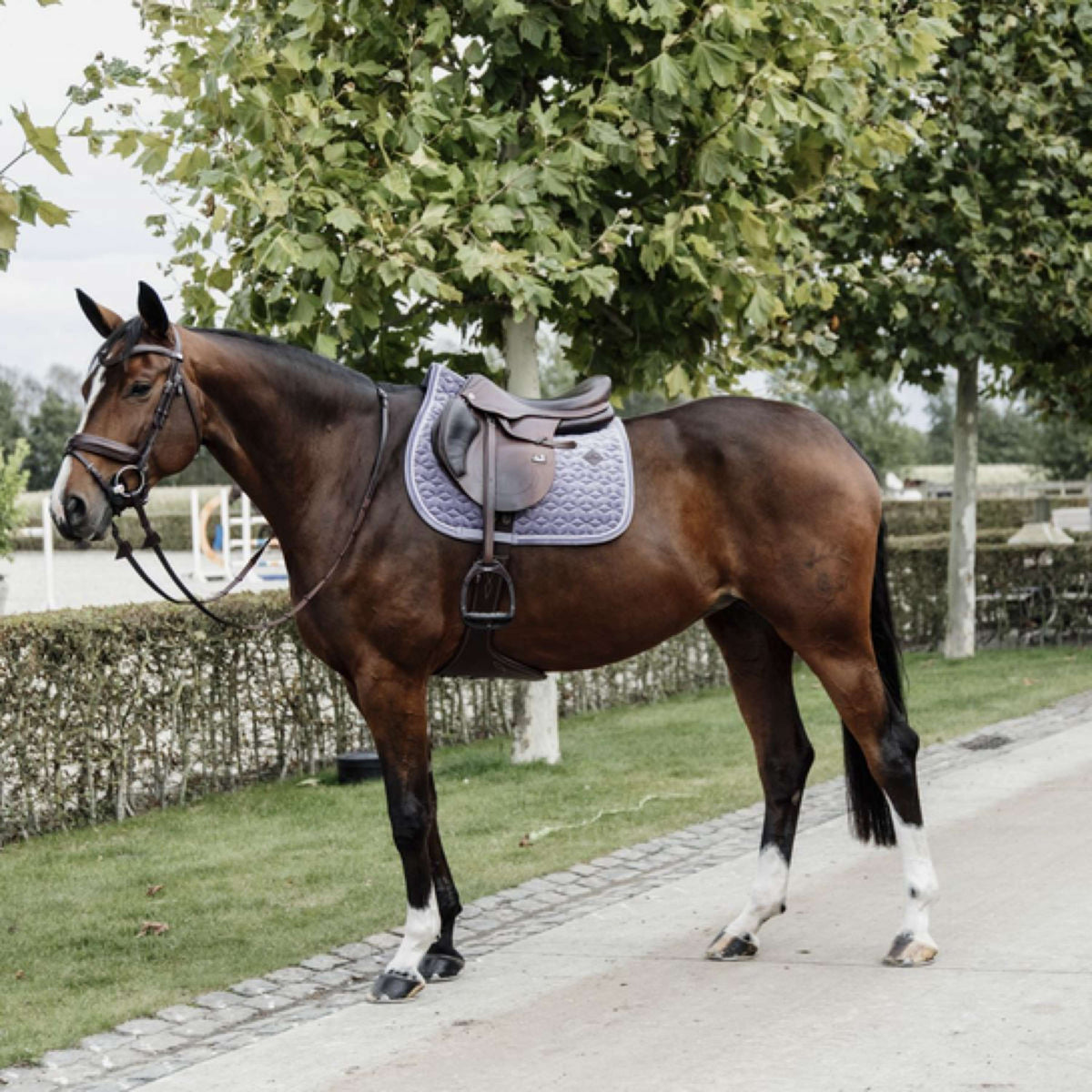 Kentucky Saddlepad Velvet Jumping Purper