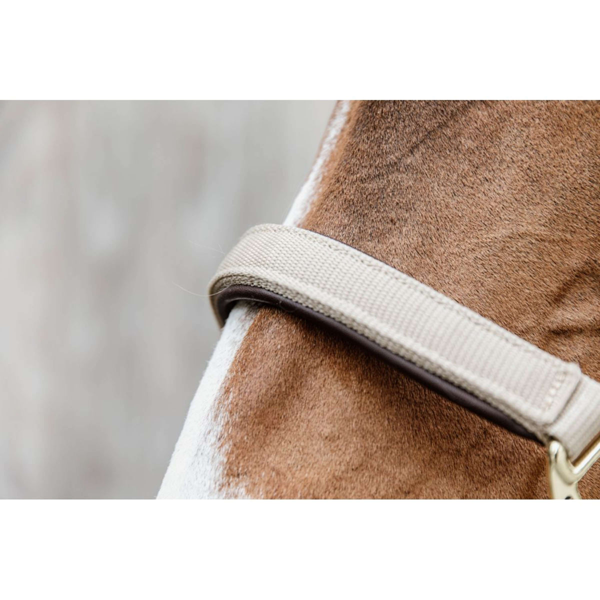 Kentucky Halter Anatomic Nylon Beige