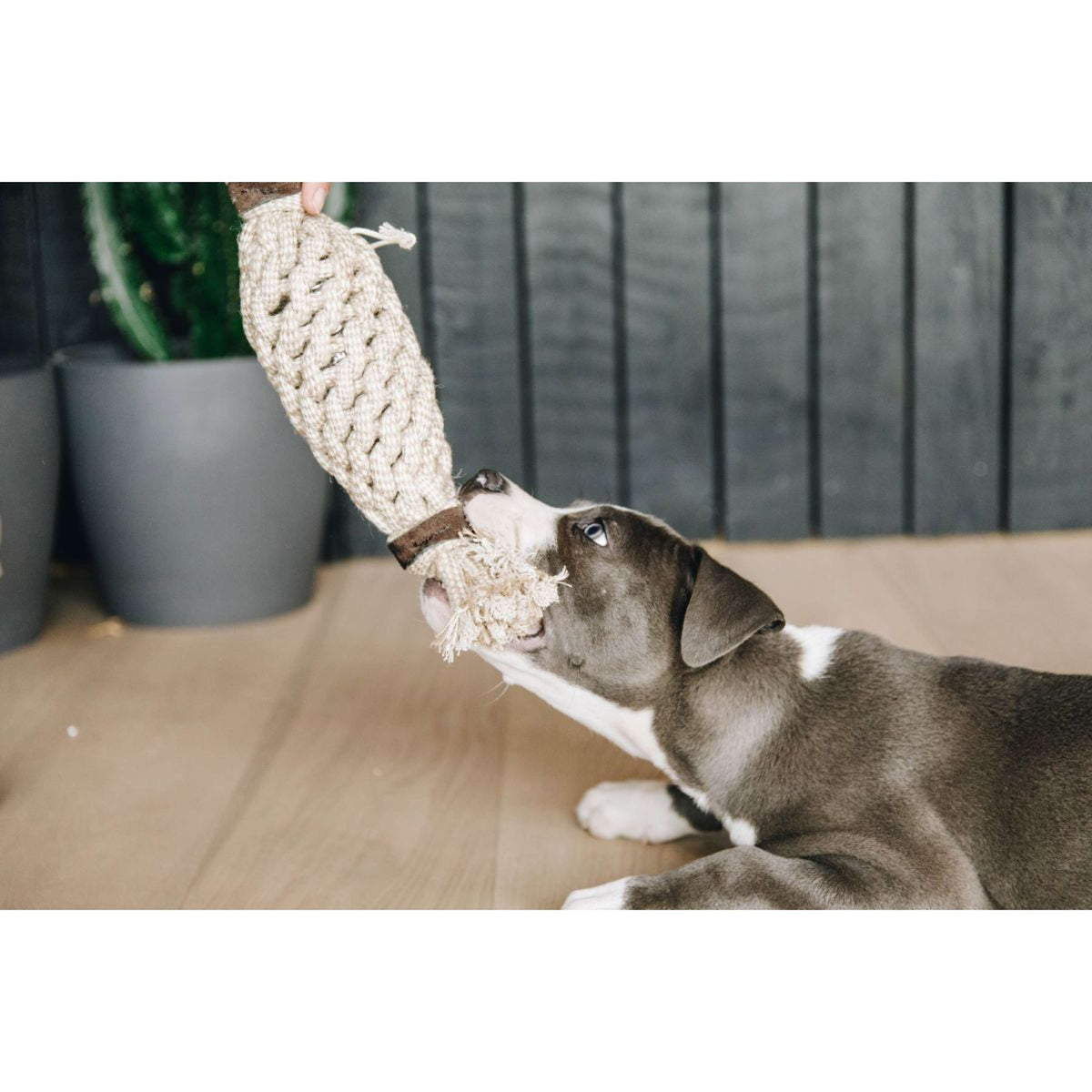 Kentucky Dog Toy Cotton Rope Pineapple