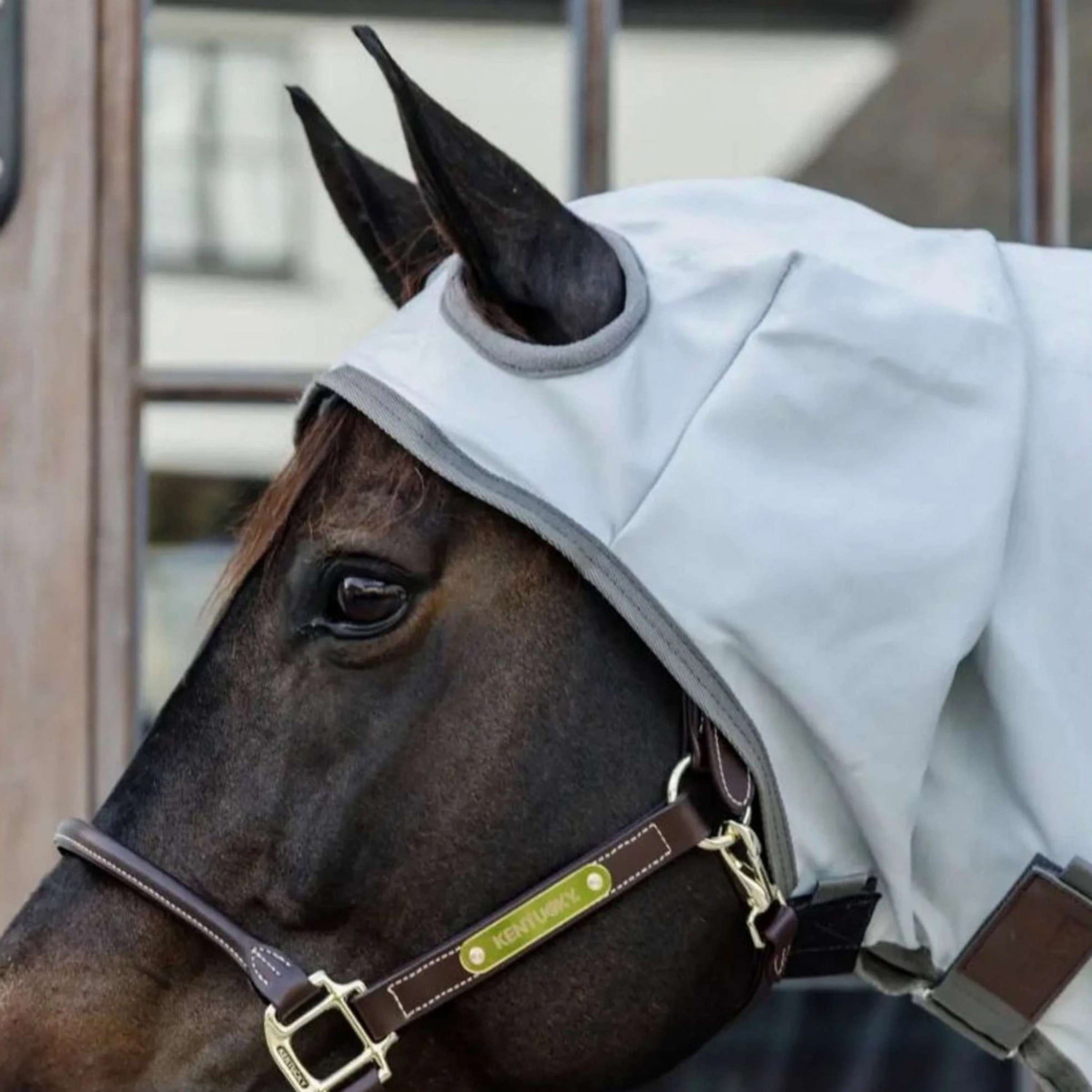 Kentucky Eczema Rug Grey Kentucky Eczema Rug Grey