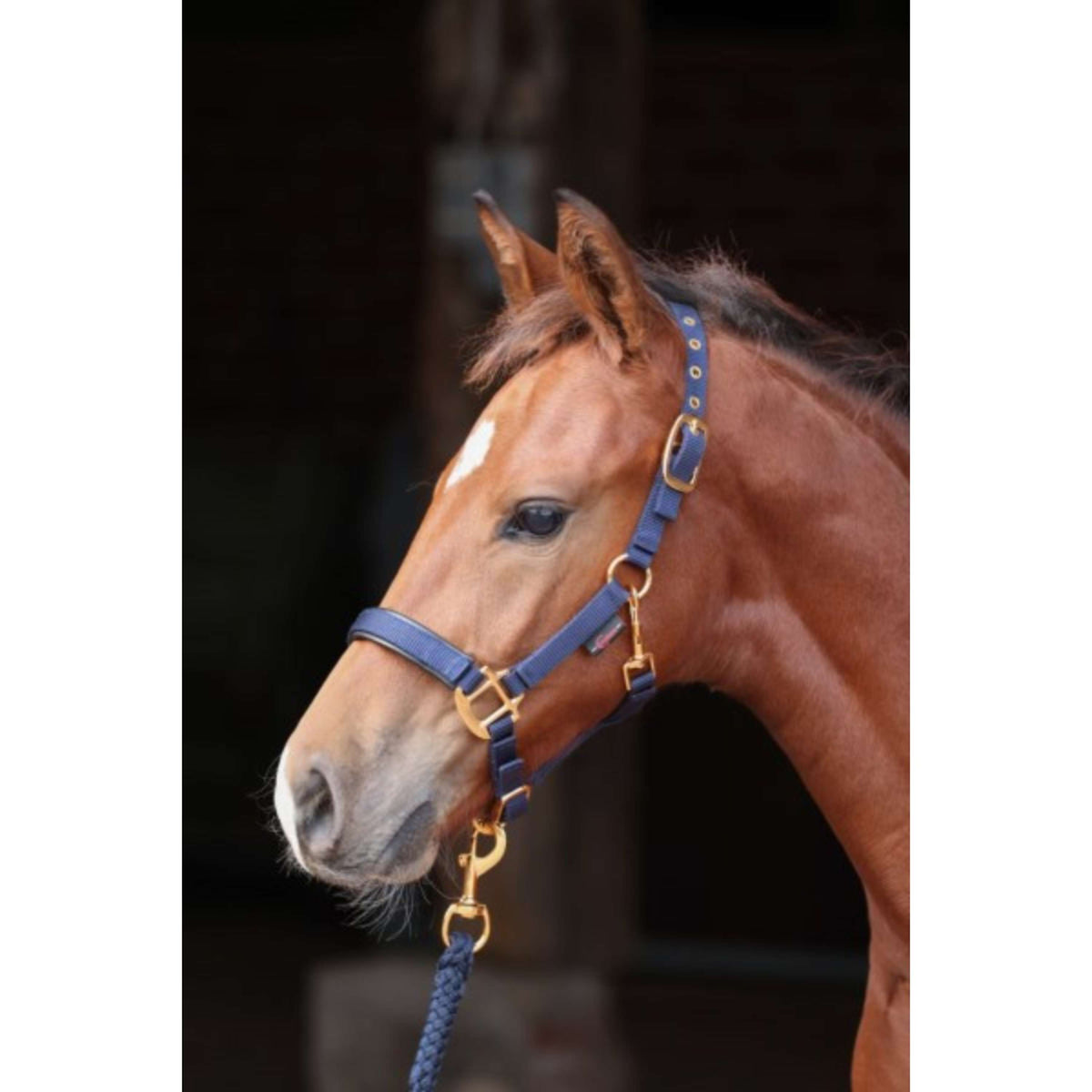 Covalliero Foal Halter TopLine Navy