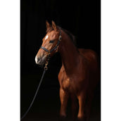 Covalliero Foal Halter TopLine Black