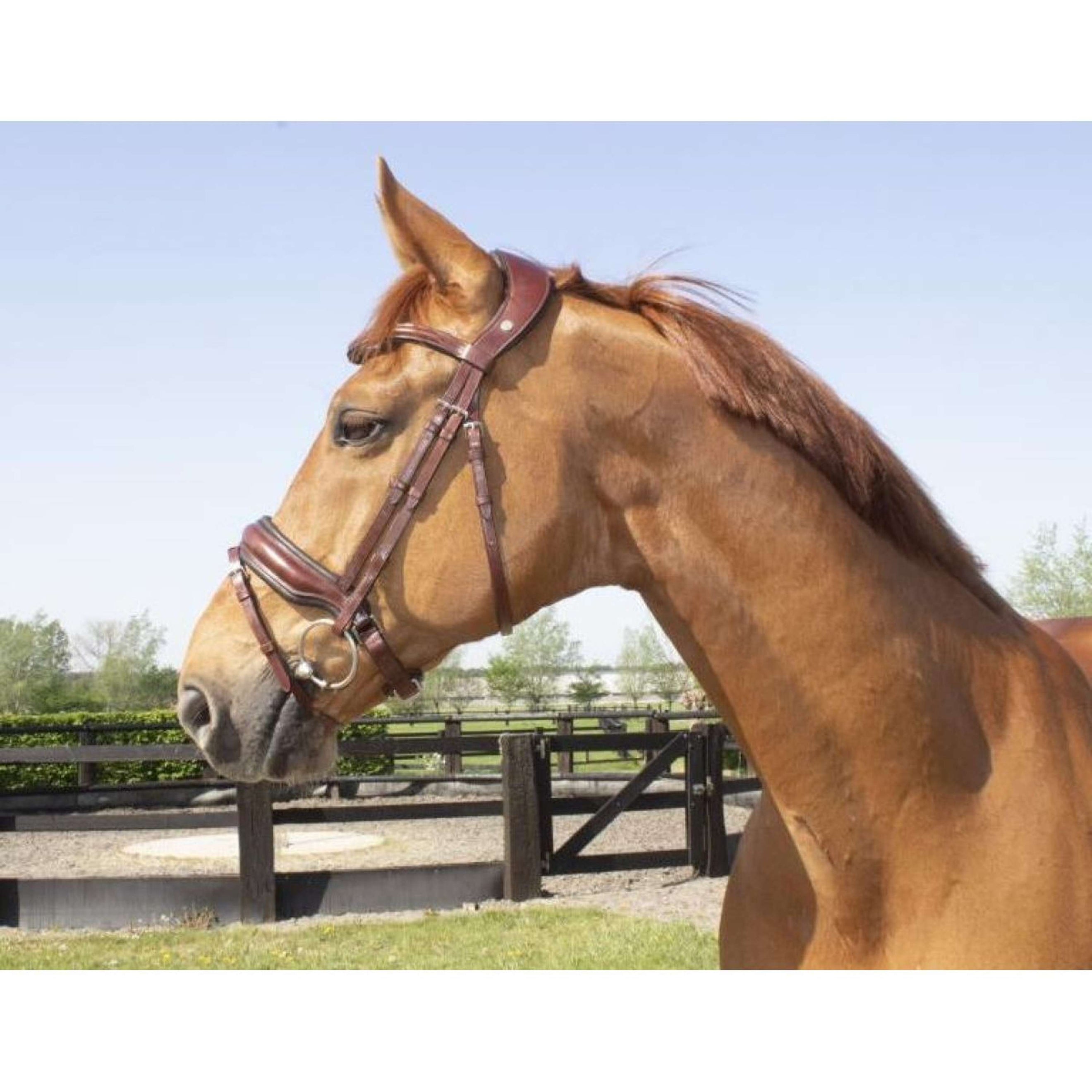 LJ-Leathers Bridle Superior Kristal Australian Nut