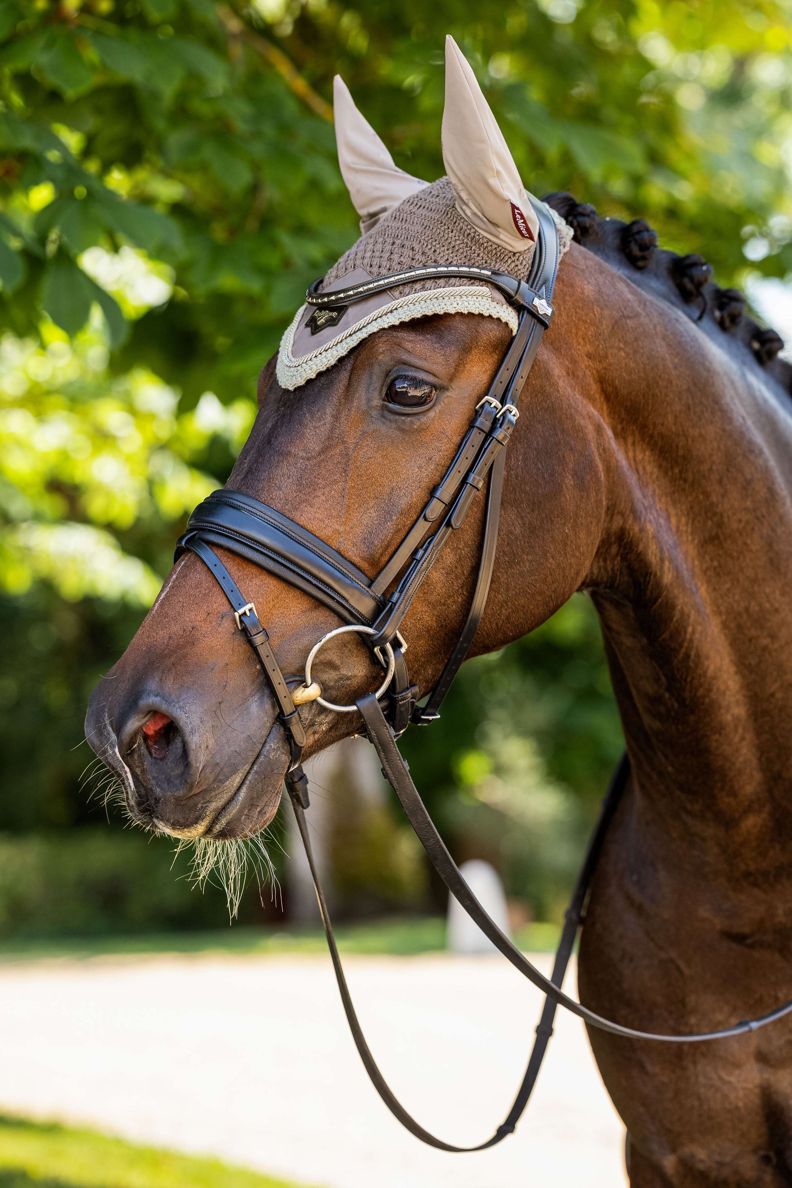 LeMieux Ear Bonnet Loire Walnut