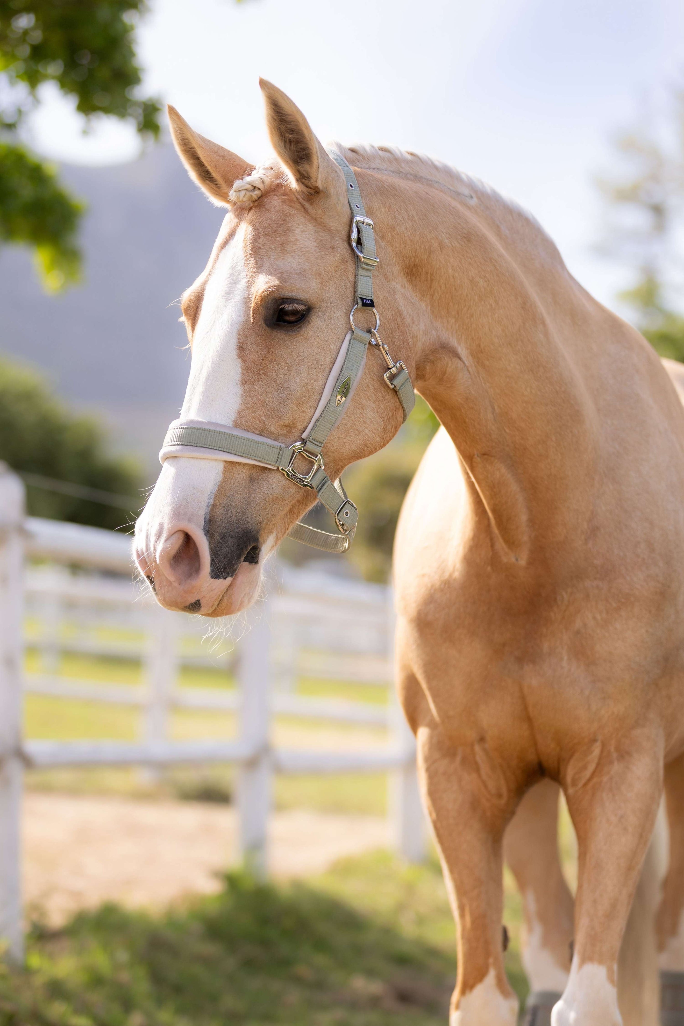 LeMieux Halter Versailles Fern