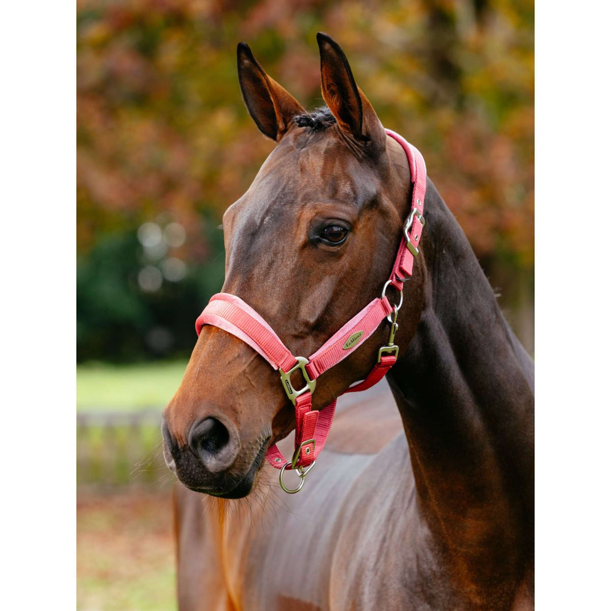 LeMieux Halter Versailles Cranberry