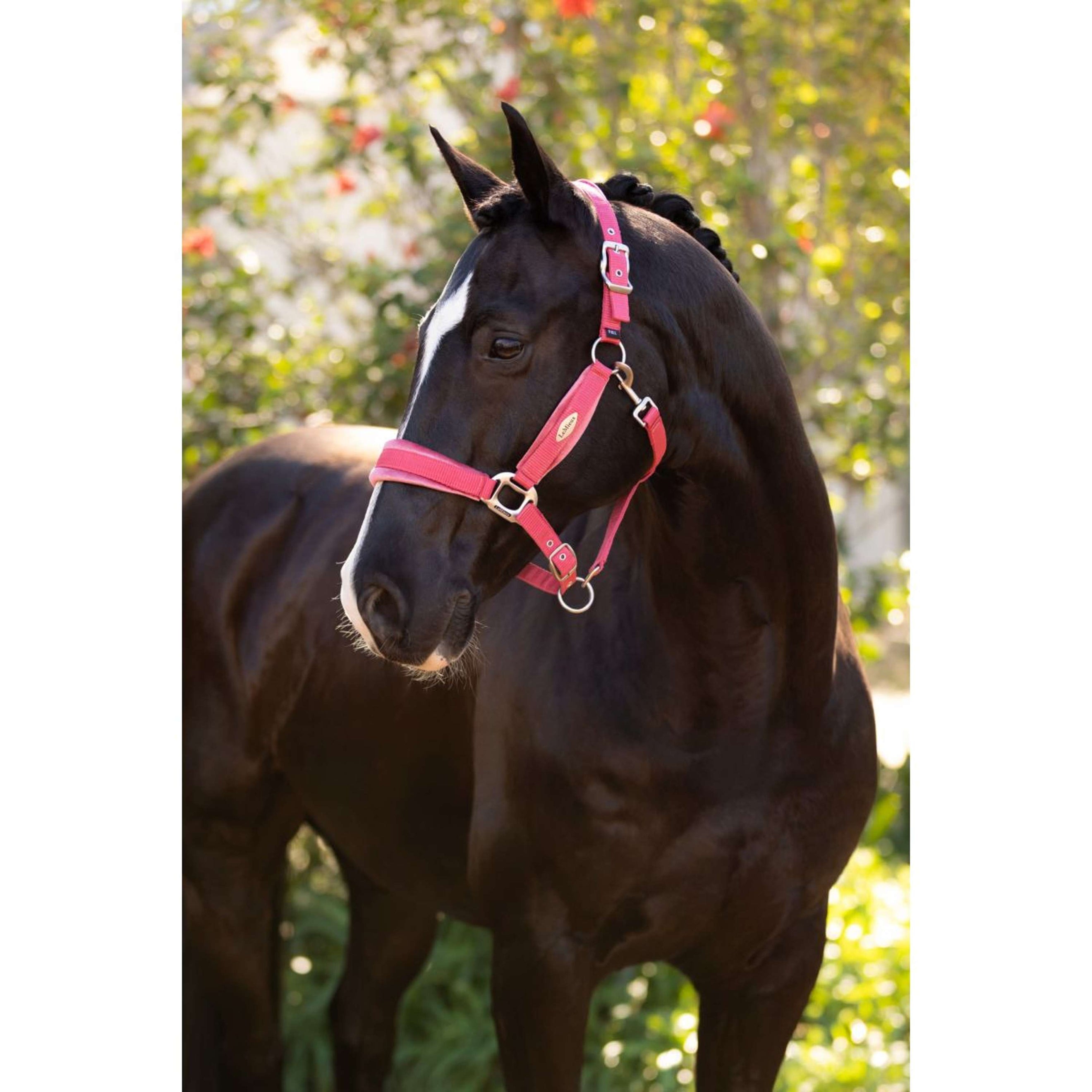 LeMieux Halter Versailles Cranberry LeMieux Halter Versailles Cranberry