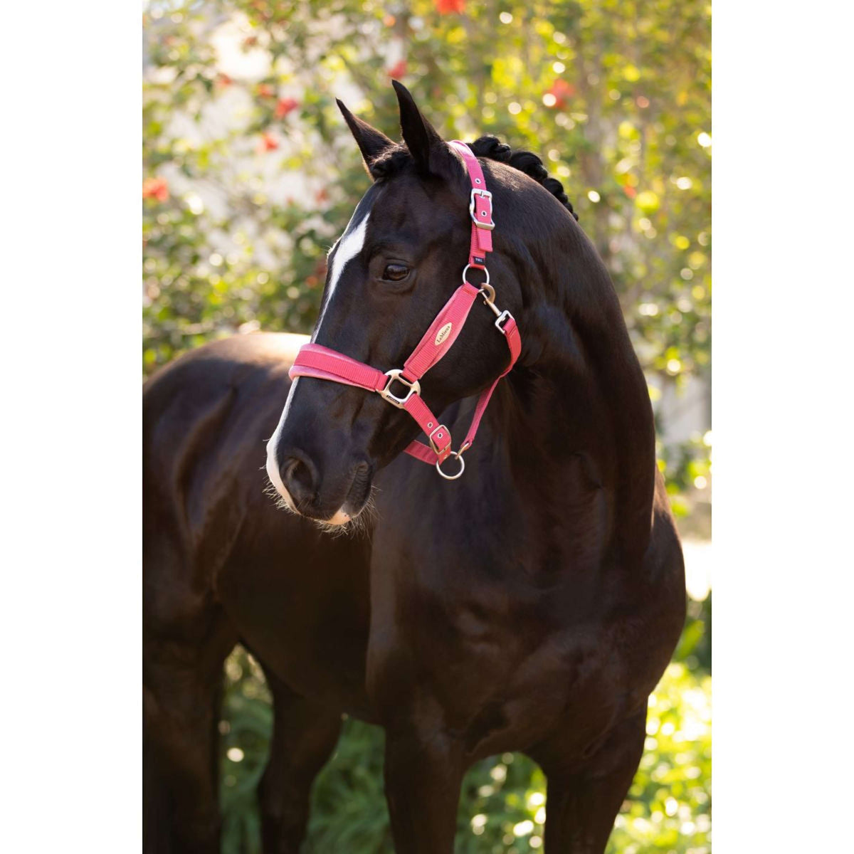LeMieux Halter Versailles Cranberry