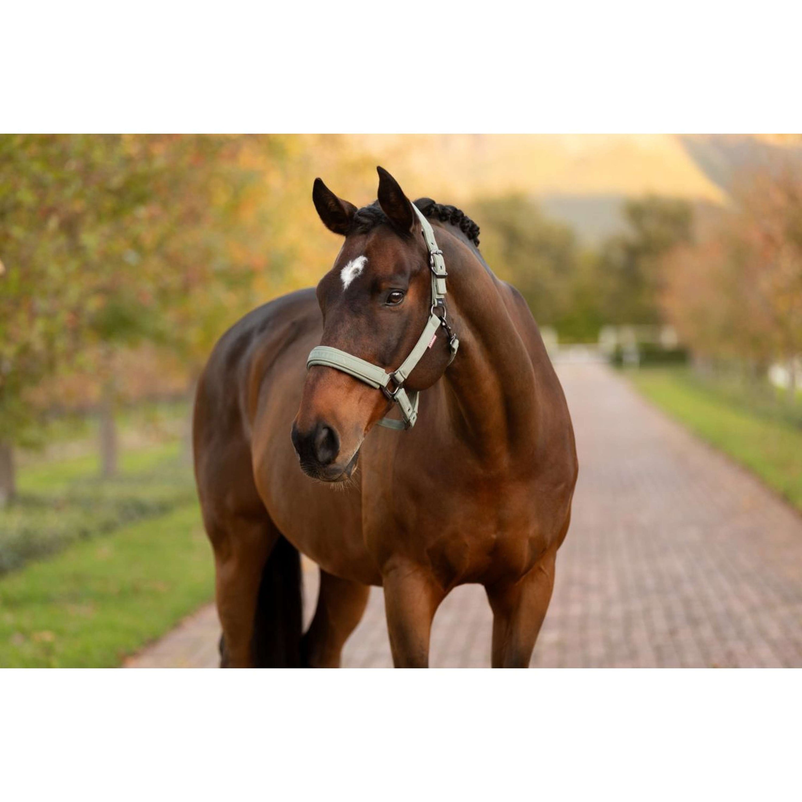 LeMieux Halter Essence Rosemary