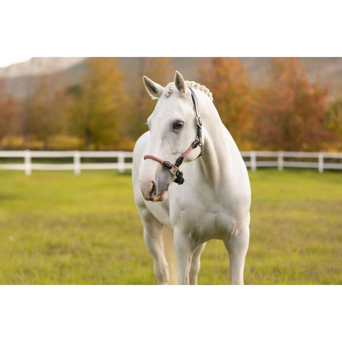 LeMieux Halter Ropella Cranberry