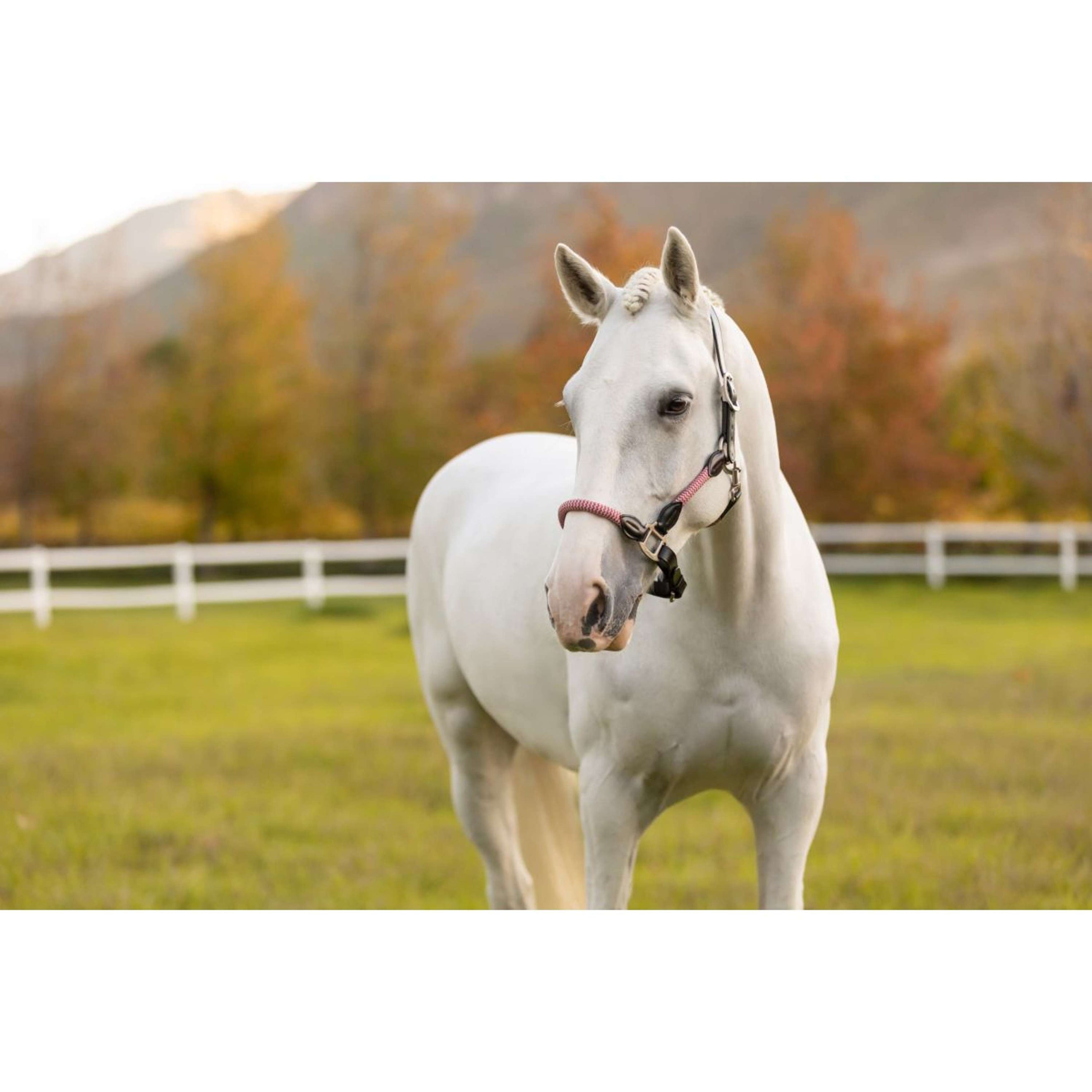 LeMieux Halter Ropella Cranberry