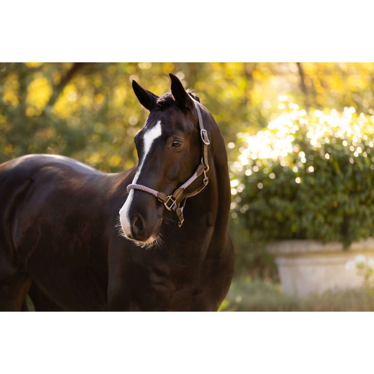 LeMieux Halter Ropella Lilac