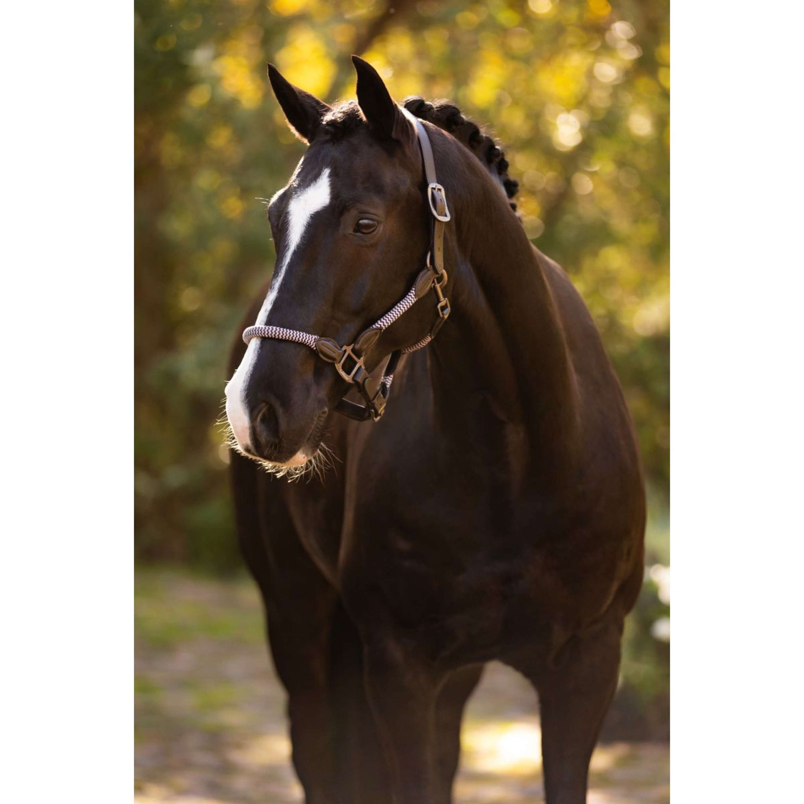 LeMieux Halter Ropella Lilac