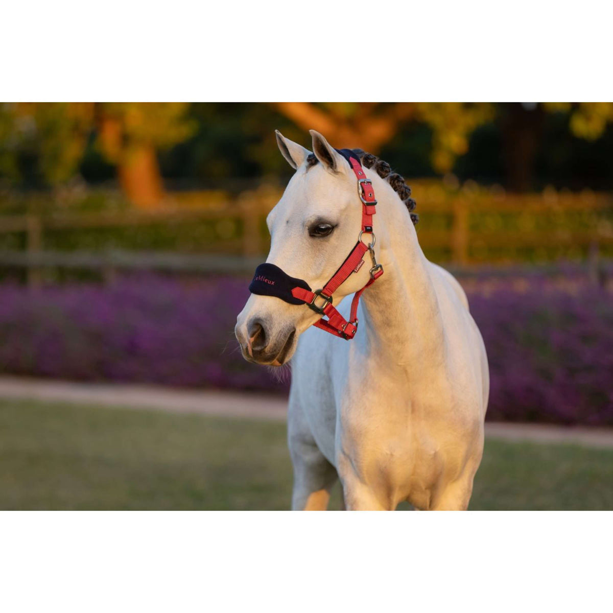 LeMieux Head Collar Set Mini Vogue Cranberry