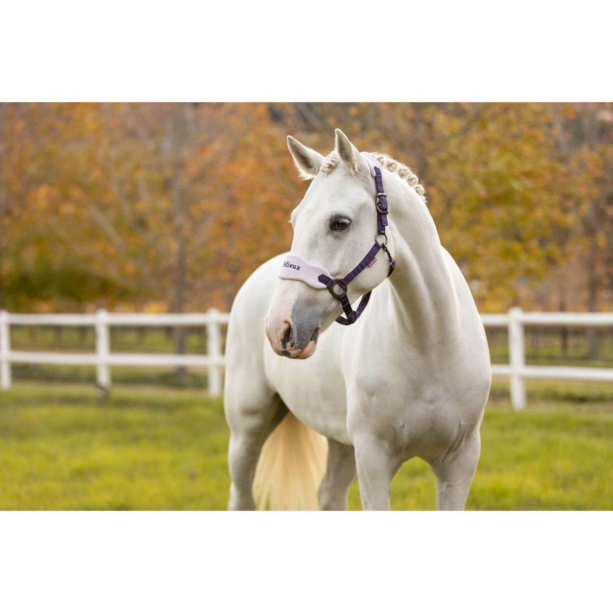 LeMieux Head Collar Set Vogue Juniper