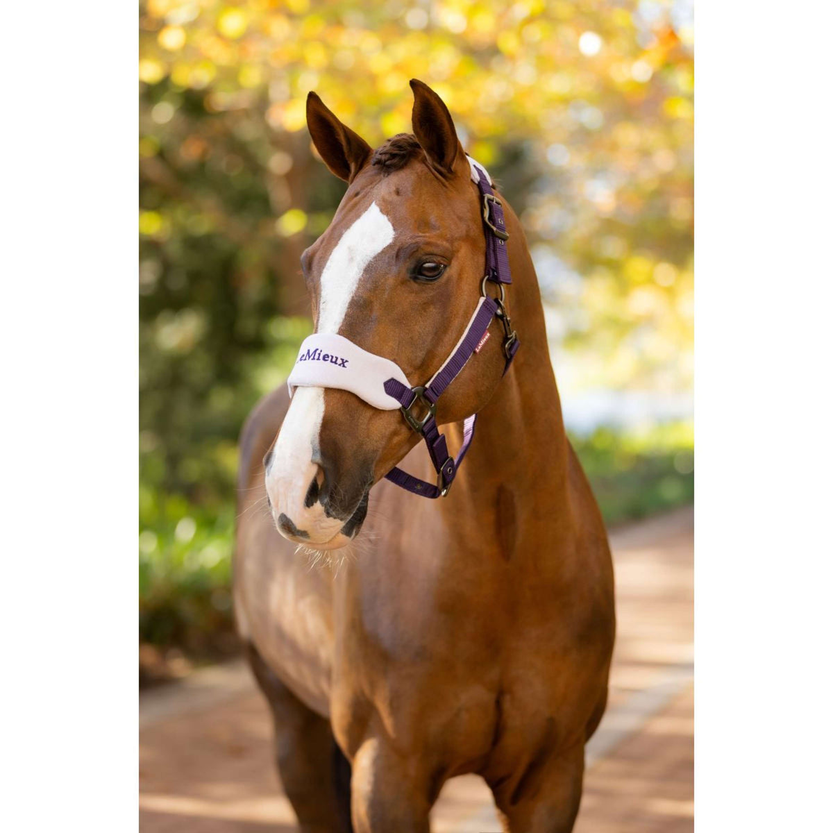 LeMieux Head Collar Set Vogue Juniper