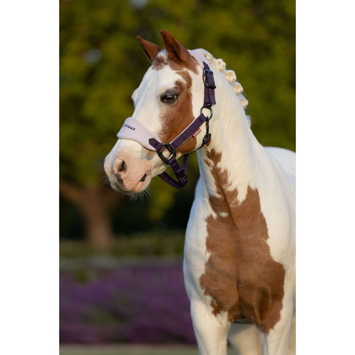 LeMieux Head Collar Set Mini Vogue Juniper