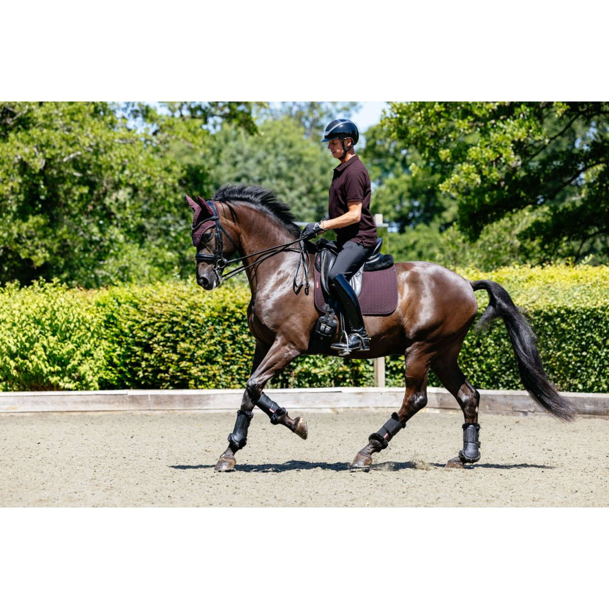 LeMieux Polo Classique Men Damson