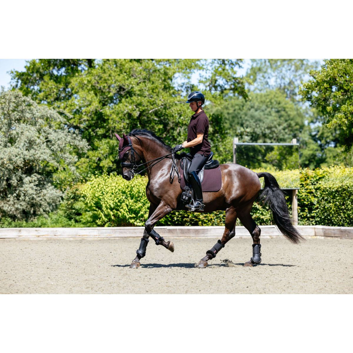 LeMieux Polo Classique Men Damson