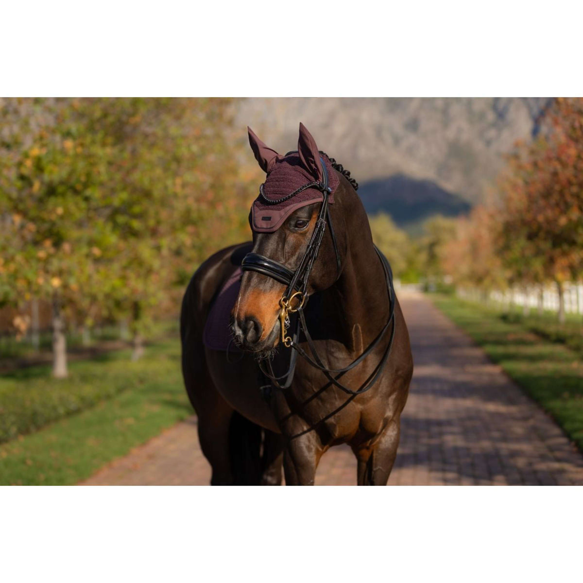 LeMieux Ear Bonnet Essence Damson