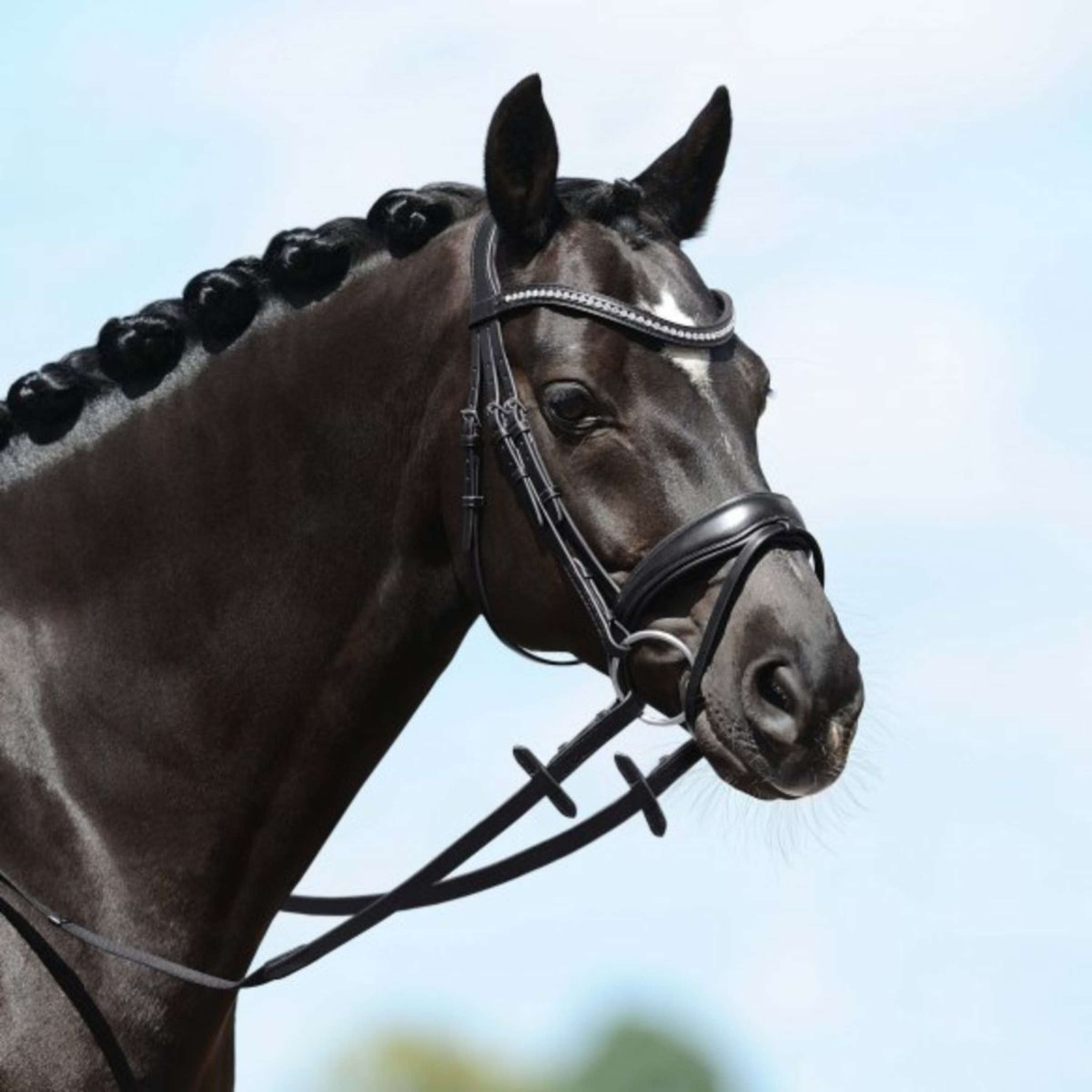 PassierBlu Snaffle Bridle Spirit Havana/Gold