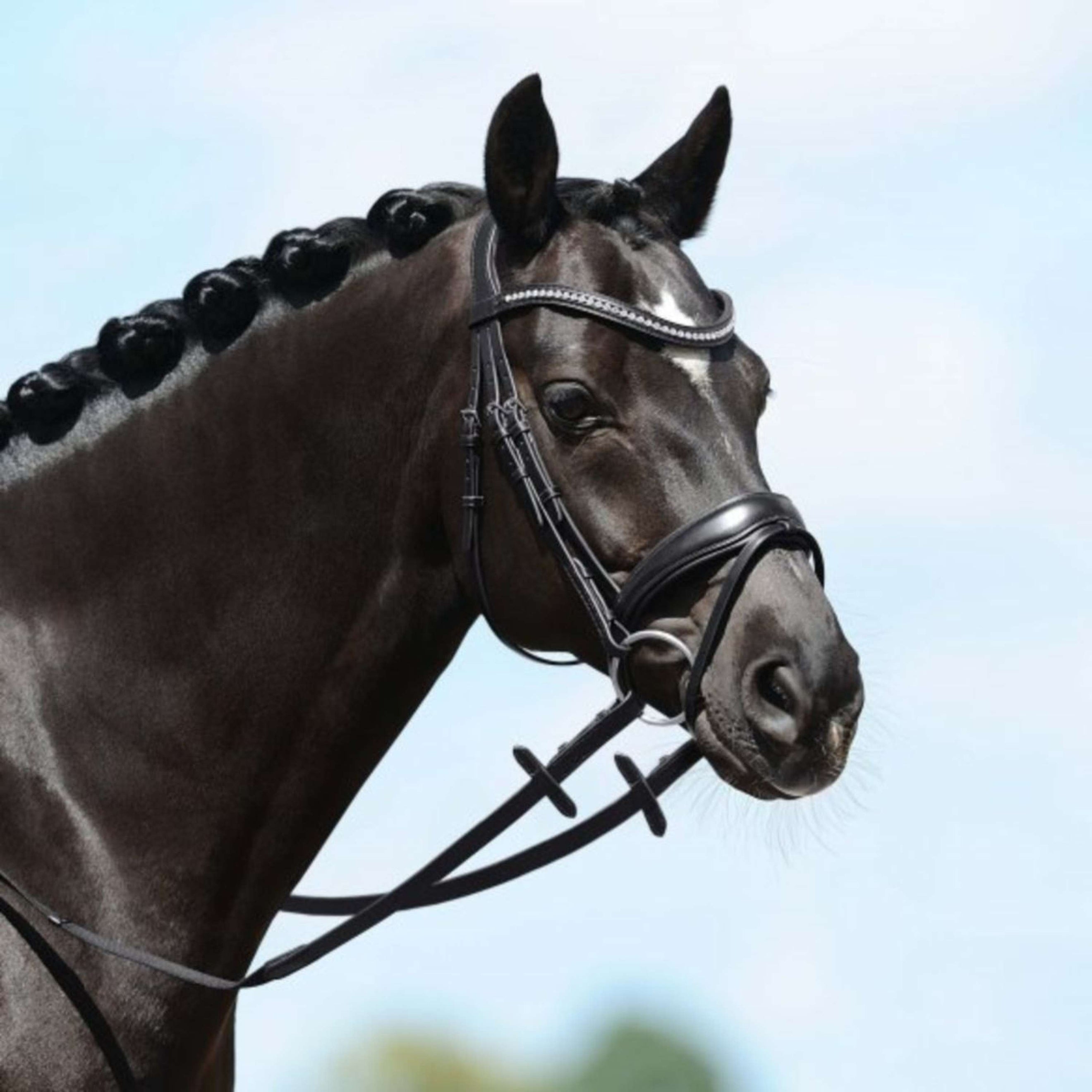 PassierBlu Snaffle Bridle Spirit Black/Gold