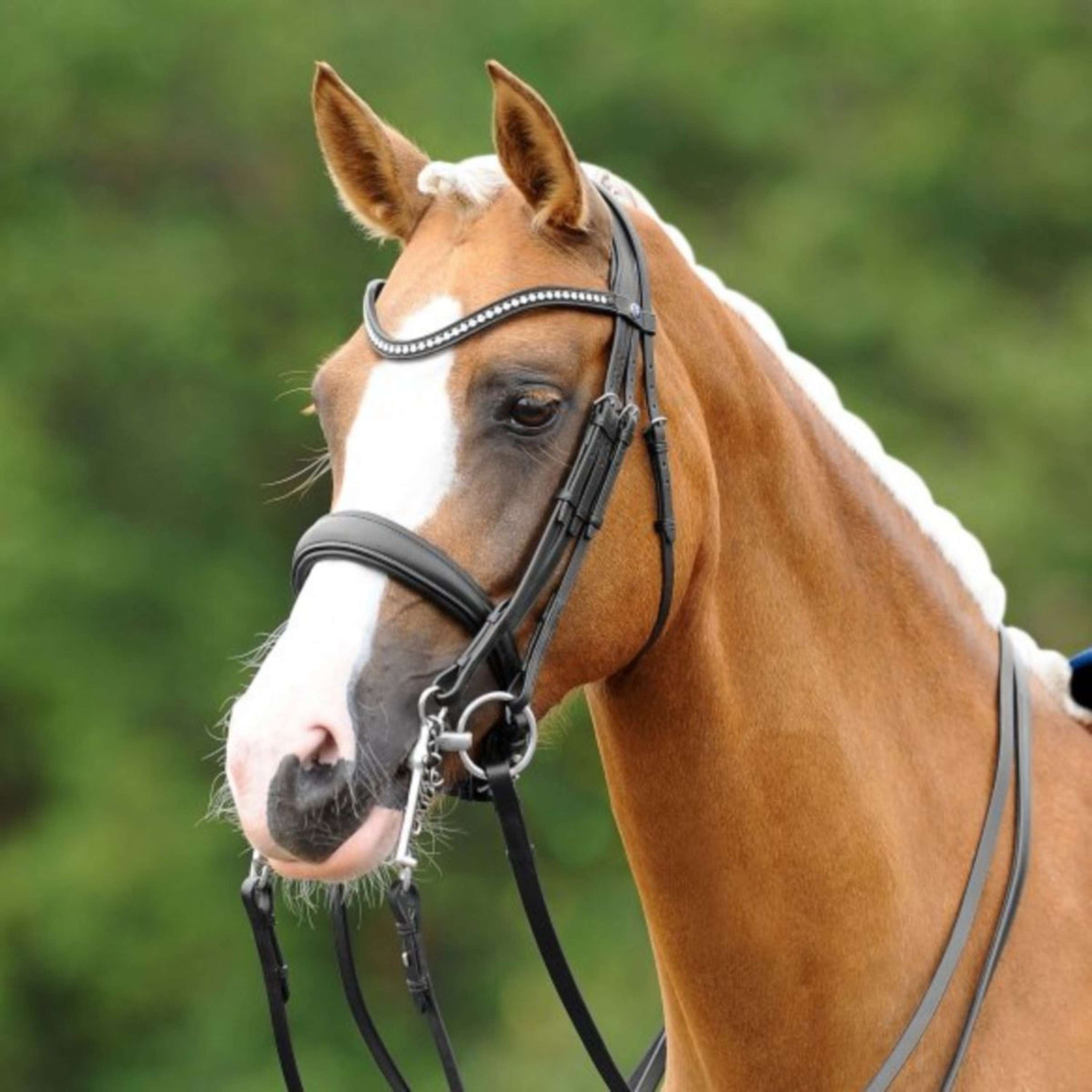 PassierBlu Double Bridle Dream null Black/Gold