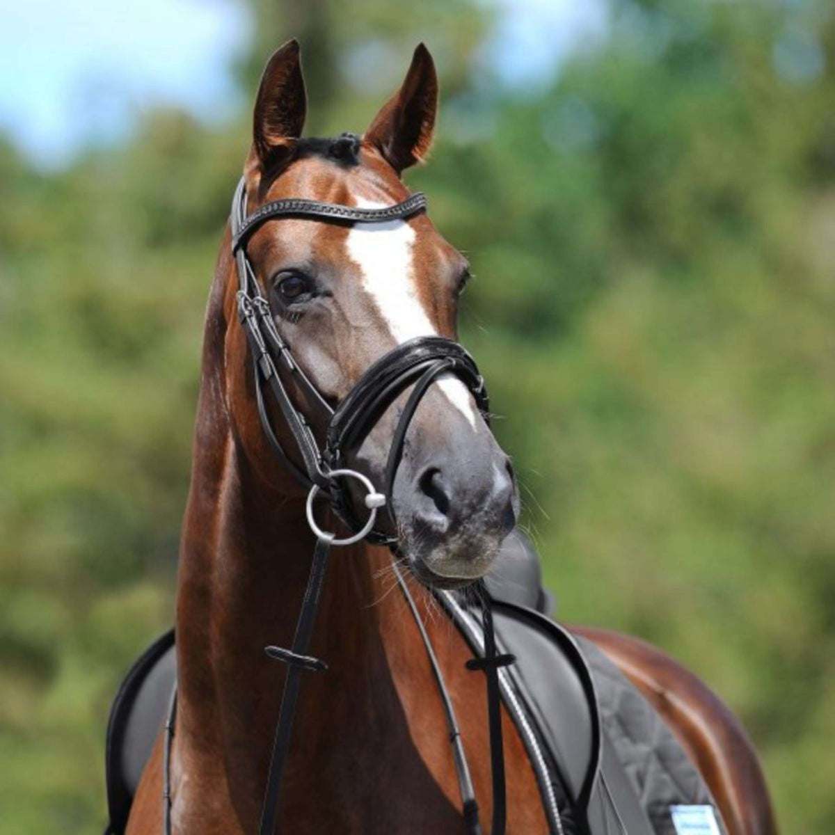 Passier Snaffle Bridle Apollo Black/Silver