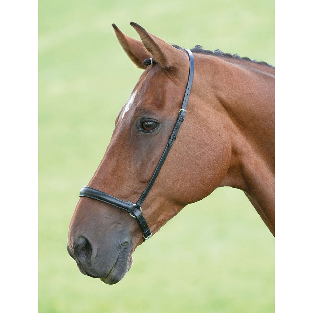 Blenheim Drop Noseband Havana