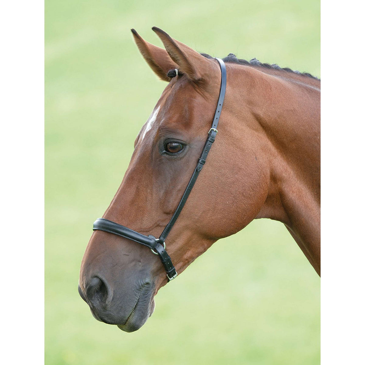 Blenheim Drop Noseband Black